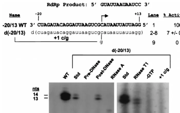 FIG. 1. BMV RdRp accurately initiates RNA synthesis from internal initiation sites on DNA proscripts