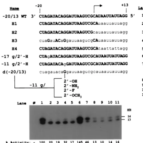 FIG. 4. Role of ribose 2�control. The ICRNA and DNA subgenomic promoters. The amount of 15-nt product generatedfrom theconcentration of each competitor (up to 10-fold molar excess)