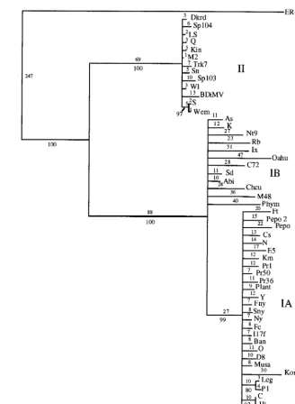 FIG. 2. Phylogenetic estimation of 53 strains of CMV based on the CP ORF, derived from 100 bootstrap replicates, using the heuristic search method of PAUP4.0b1