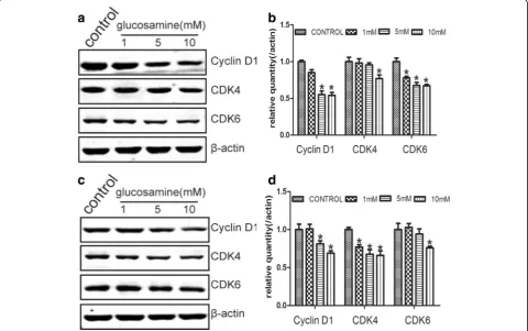 Fig. 5 The expression of Cyclin D1, CDK4 and CDK6 were down-regulated by Glucosamine. When 786-O (a, b) and Caki-1 (c, d) cells were treatedwith Glucosamine for 24 h, the expression of Cyclin D1, CDK4 and CDK6 were down-regulated