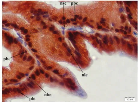 Figure 4. Immunohistochemical localisation of androgen receptor (AR) in prostate; plc = positive luminal epithe-lial cells, nlc = negative luminal epithelial cells, pbc = positive basal epithelial cells, nbc = negative basal epi-thelial cells; magnification × 1000