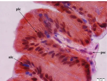 Figure 8. Immunohistochemical localisation of androgen receptor (AR) in seminal vesicle; plc = positive luminal epithelial cells, nlc = negative luminal epithelial cells, psc = positive stromal cells; magnification × 1000