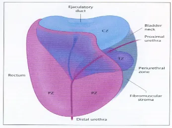 Figure 2: Zonal anatomy of prostate gland 