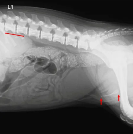 Figure 4. External urethral meatus (arrow) after posthio-plasty