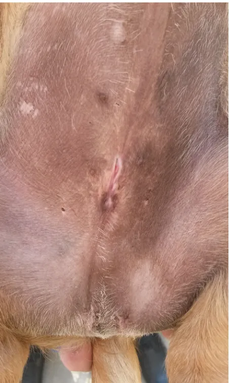 Figure 12. Healing process – preputial orifice on Day 10 after posthioplasty