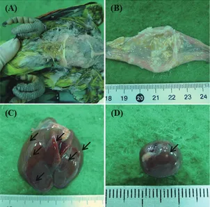 Figure 1. Gross necropsy findings in a blue-fronted Amazon parrot (Ama-zona aestiva). In the first parrot, (A) diarrhoea staining surrounding the anus, (B) cheese-like lesions caused by a white layer along the crop mucosa, and (C, D) white foci within the liver and spleen (arrows) were observed