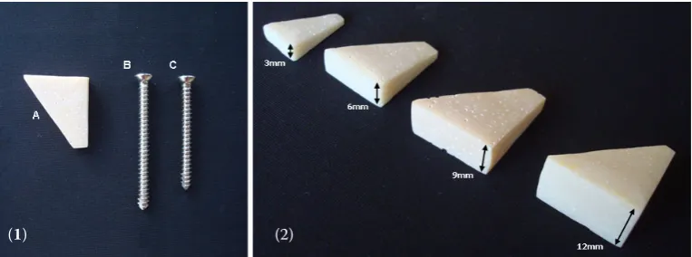 Figure 1. Image of the implants used in the modified technique of tibial tuberosity advancement (TTAm): (1communis) Ricinus  polyurethane wedge-shaped spacer (A), two stainless steel cortical screws (B and C); (2) different sizes of the polyurethane polymers (Ricinus communis), sized 3, 6, 9 and 12 mm