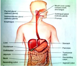 Fig-2 Sites in G.I tract for absorption of drug from conventional dosage from stomach, duodenum and jejunum.