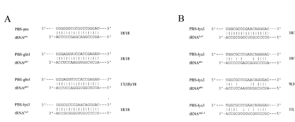 TABLE 2. Analysis of proviral PBS sequences in tumor DNAs