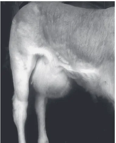 Figure 1. Appearance of the ventral hernia at admission