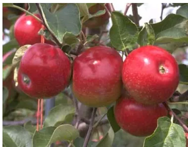 Figure 5: Empire red apples. 