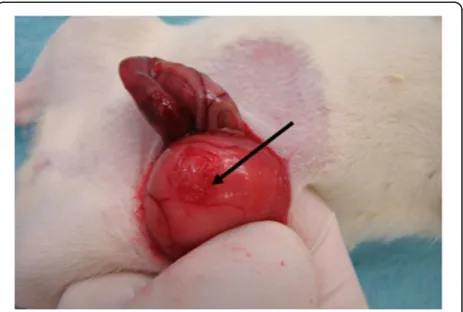 Figure 1 1 cm2 standardised defect zone by scalpel in theparietal peritoneum of the lateral abdominal wall.