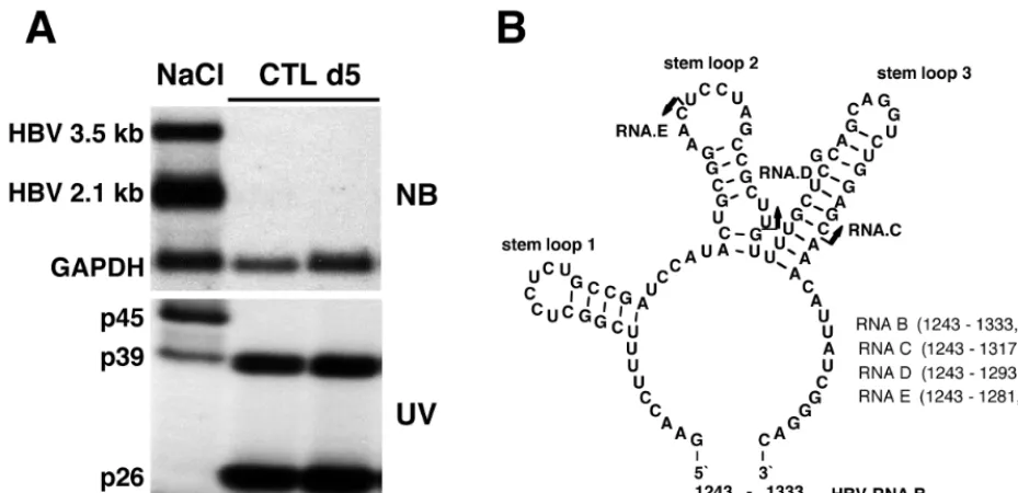 FIG. 2. Sequence analysis of tryptic peptides obtained from p39 revealed100% homology to the mouse La protein