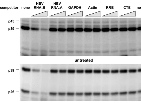 FIG. 5. Competition of various in vitro transcripts with RNA.B for binding of p45, p39, and p26