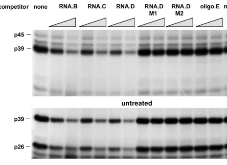 FIG. 6. Mapping of RNA.B for a sequential-structural element recognized by p45, p39, and p26