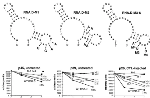 FIG. 7. Sequential and/or structural features of stem-loop 2 are substantive for the binding of p45, p39, and p26