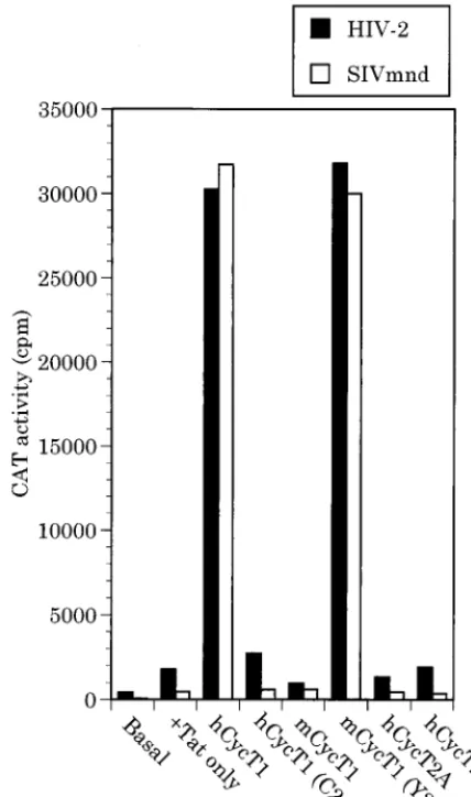 FIG. 4. Rescue of Tat function in murine cells. Murine LmTKcells werepromoter element linked to the CAT indicator gene together with expressionplasmids encoding HIV-2 or SIVh after transfection, CAT expression levels were determined as described previ-mnd 