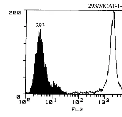 FIG. 2. Functional analysis of MCAT-1 and MCAT-1-GFP. (A) 293, 293/MCAT-1, and 293/MCAT-1-GFP cells were incubated with MoMuLV at 4°C for