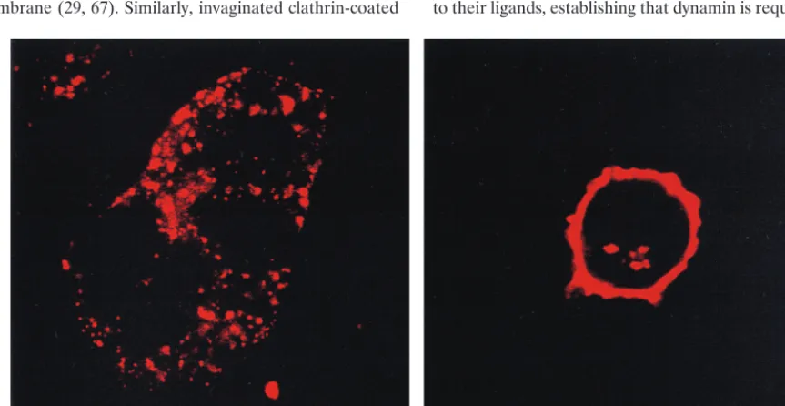 FIG. 7. Double immunoﬂuorescence labeling of clathrin and SU in 293/MCAT-1 cells after MoMuLV vector binding and incubation at 37°C for different timeperiods