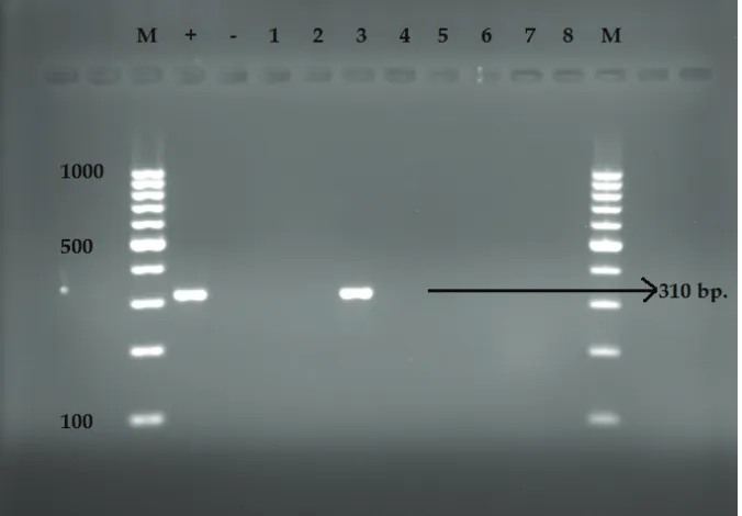 Figure 1. Multiplex-PCR products on a 1% agarose gel. M = DNA molecular weight marker (100 bp); line 1, 2 =Staphylococcus spp.; lines 3–13 = Staphylococcus pseudintermedius 926 bp band; line 14 = negative control; line 15 = Staphylococcus intermedius (CCM5