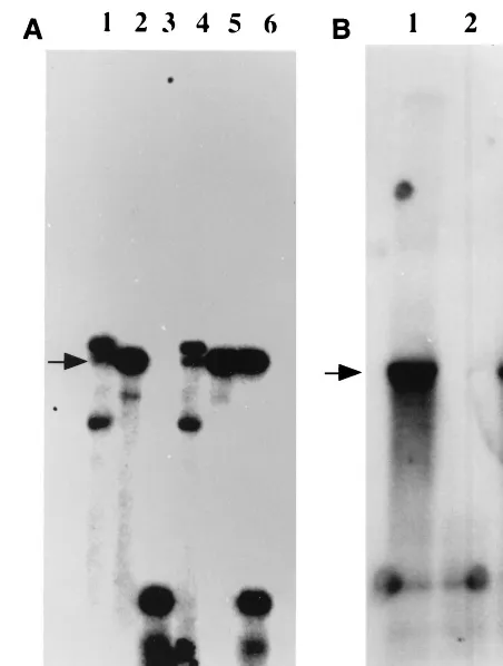 FIG. 1. HSValone (lanes 2 and 5) orSouthern blot analysis. (B) DNA samples isolated from KOS (lane 1)-, HP66(lane 2)-, and PAAHinI and subjected to Southern blot analysis