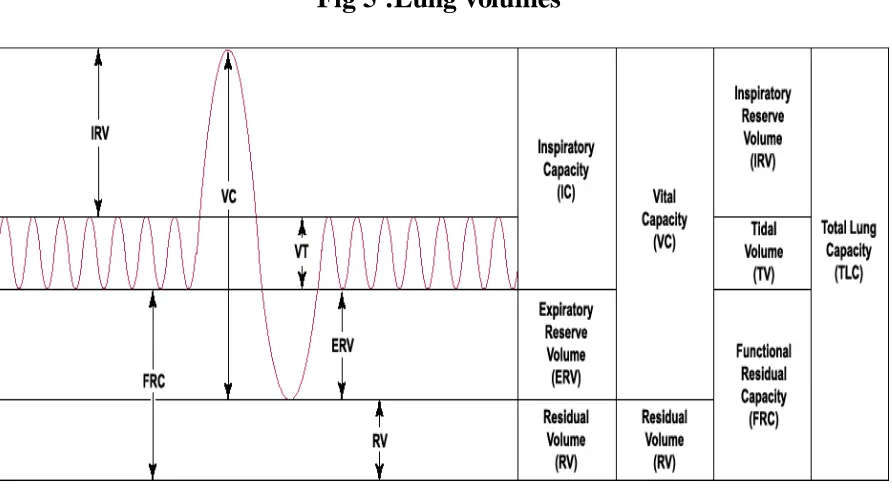 Fig 5 :Lung volumes 