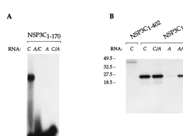 FIG. 2. RNA binding properties of NSP3 and deletion mutants expressed in E. colirotavirus (5labeled oligoribonucleotides (RNA), and complexes were analyzed by gel retardation (A) or subjected to UV cross-linking and analysis by denaturing SDS-PAGE (B).RNA