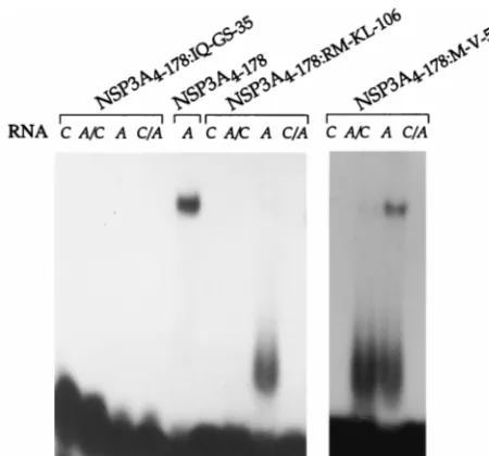 FIG. 4. RNA binding properties of point mutants of NSP3A. Puriﬁed NSP3Aproteins containing point mutations were incubated with different labeled oligo-