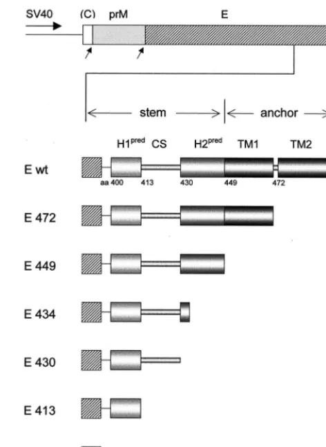 FIG. 2. C-terminal truncations in recombinant E proteins. The diagramshows the amino acid (aa) positions of the C-terminal truncations and which of