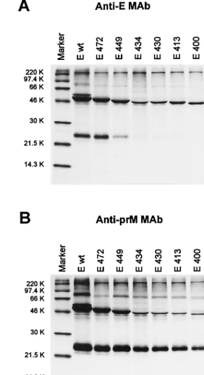 FIG. 3. SDS-PAGE of recombinant TBE virus proteins after immunopre-cipitation with E-speciﬁc (A) and prM-speciﬁc (B) MAbs