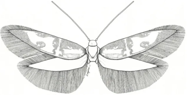 Fig. 1. Male habitus of Chrysoclista ankaraensis sp. n., holotype