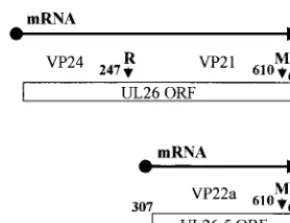FIG. 1. Organization of UL26 and UL26.5. The numbers refer to the aminoacid residues in UL26, and the small vertical arrows indicate the proteolytic
