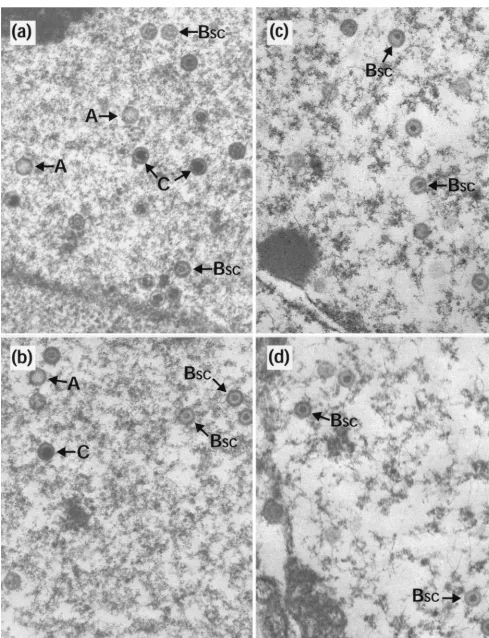 FIG. 2. Capsid stability at 0°C. Replica 35-mm-diameter plates of BHK C13 cells were infected with 5 PFU of HSV-1 wt virus (a and b), tswith medium that had been precooled to 0°C and were then incubated on ice for a further 4 h