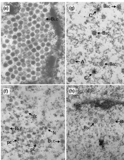 FIG. 2—Continued.