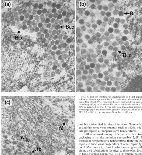 FIG. 4. Test for spontaneous angularization of1201 capsids. Thirty-ﬁve-per cell for 10 h at 39°C