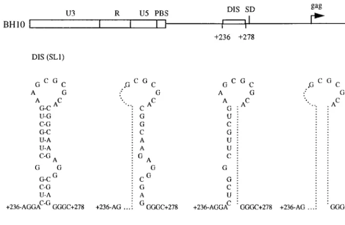 FIG. 1. Schematic illustration of the BH10-LD3, BH10-LD4, and BH10-LD5 deletion mutant constructs, in which DNA sequences at nt positions ��261 to238 to �253, �274, and both �238 to �253 and �261 to �274, respectively, have been deleted