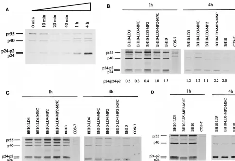 FIG. 2. Processing of Gag polyproteins in mutated and wild-type viruses as studied by gel analysis of samples that had been subjected to radiolabeling andimmunoprecipitation