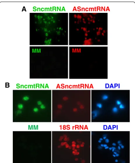 Figure 4 Normal proliferating cells express the SncmtRNA andthe ASncmtRNAs. A, PHA-stimulated human lymphocytes werehybridized simultaneously with probes complementary to theSncmtRNA and ASncmtRNA