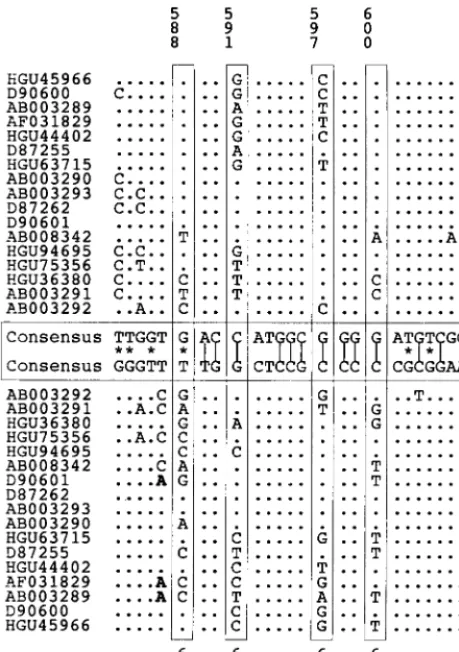 FIG. 5. Example of a potential stem-loop structure identiﬁed by covariancescreening of 17 HGV/GBV-C sequences of genotypes 1 to 3