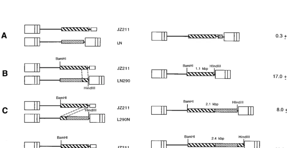 FIG. 1. Structures of retrovirus vectors used for determination of the recom-bination rate between two identical sequences within the same RNA molecule.