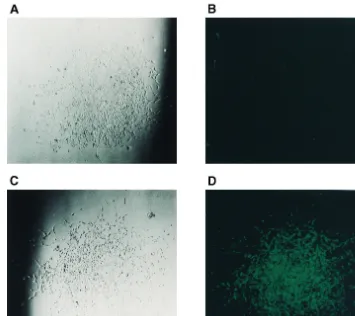 FIG. 3. Microscopic analyses of D17 cells infected with viral vector JZ442 �microscopy of a hygromycin-resistant colony (same colony as in panel C) containing parental JZ442recombinant JZ442colony containing recombinant JZ442 3� Hyg containing the gfp gene