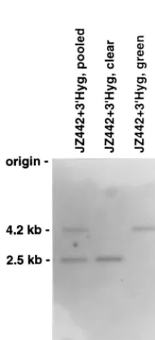 TABLE 1. Microscopic analysis of D17 cells infected with JZ442 and JZ442 � 3� Hyga