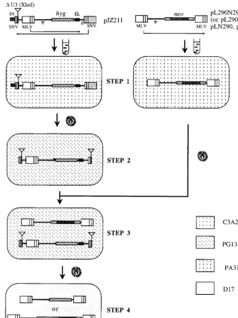 FIG. 5. Outline of an experimental approach for the determination of the rate of recombination during a single cycle of retroviral replication between a chimericRNA vector, JZ211, and infectious vectors