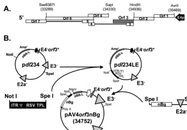 FIG. 1. Schematic representation of the adenovirus type 5 E4 region and construction of plasmids for generating the Av4orffrom pAvS6a (35) to generate pplasmid, pAv4the E4 promoter and the ORF3 gene (bp 34936 to 34330), generating pare indicated by open bo