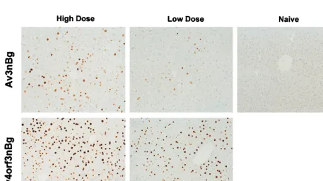 FIG. 5. Recombinant adenovirus-mediated transgene expression in mouse liver. A low or high dose of the Av4orfparticles, respectively) were injected into the tail vein of C57BL/6 mice