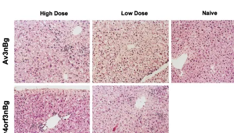 FIG. 6. In vivo detection of Av3nBg and Av4vector was isolated on day 7 following gene transfer, transferred to a nylonmembrane, and hybridized with aparticles) of the infectious Av3nBg (lanes 1 to 4) or Av4 probe