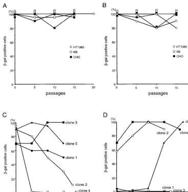 FIG. 2. �selection. The stable cell pools (A and B) and HeLa clones (C and D) were maintained without G418 selection and stained by X-Gal every ﬁve passages; the percentages-Gal expression from the integrated vectors over passages of the cells infected wit