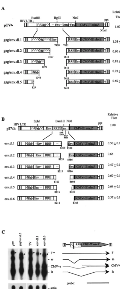 FIG. 2. Analyses of 5�an average of four to nine experiments (except for env.dl.2) and is normalizedagainst pTV, which was set at 1.00