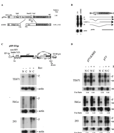 FIG. 3. Effects of RRE deletion on vector titer and RNA expression in different human cell types