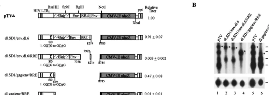FIG. 4. Analyses of combinations of RRE, SD, SA gagRelative vector titers are averages of four to nine experiments and are normalized against pTV, which was set at 1.00